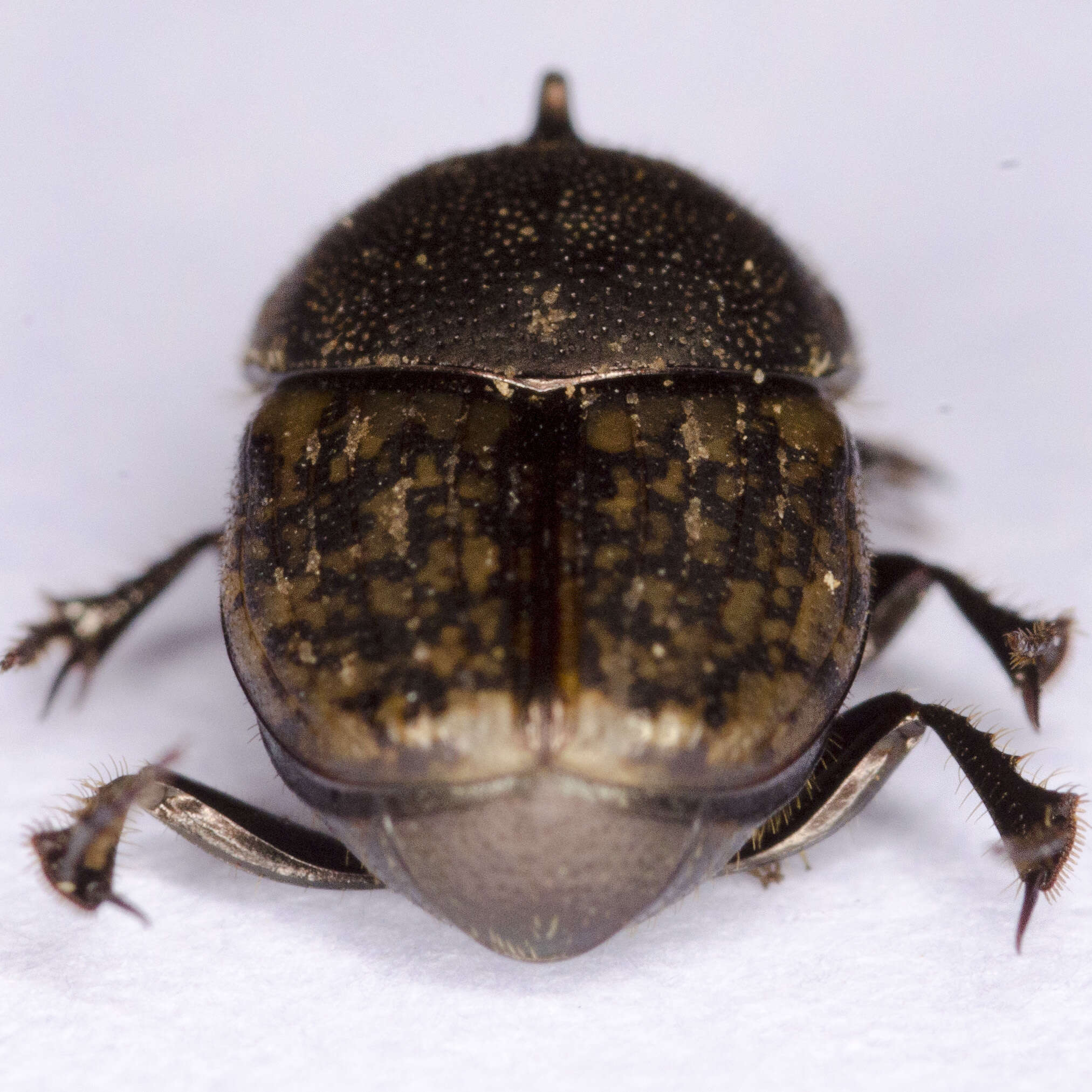 Image of Onthophagus (Palaeonthophagus) similis (Scriba 1790)