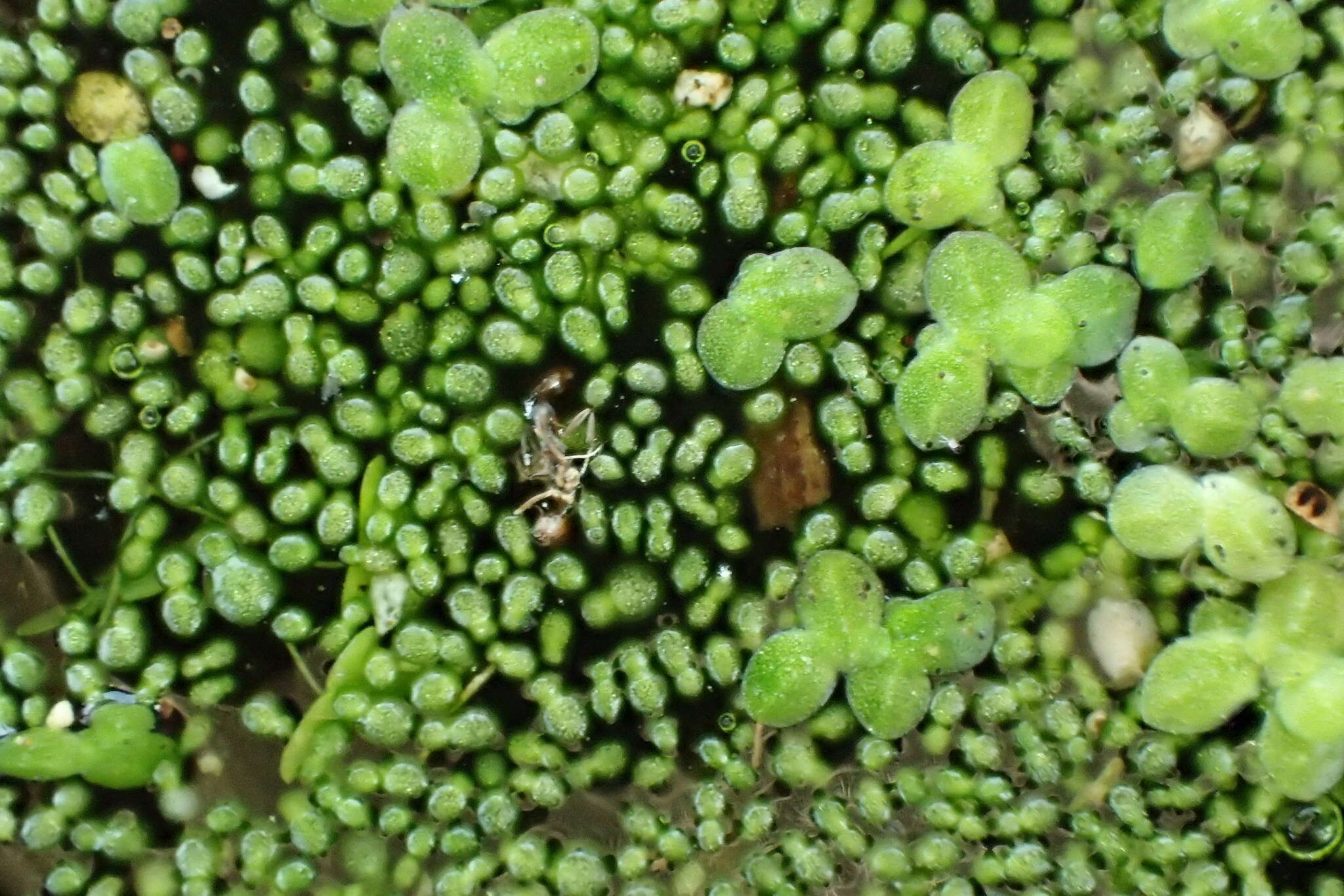 Plancia ëd Wolffia columbiana H. Karst.