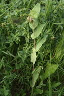 Image of Cerinthe minor subsp. auriculata (Ten.) Domac