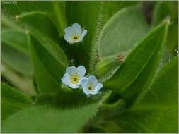 Imagem de Myosotis sparsiflora Pohl