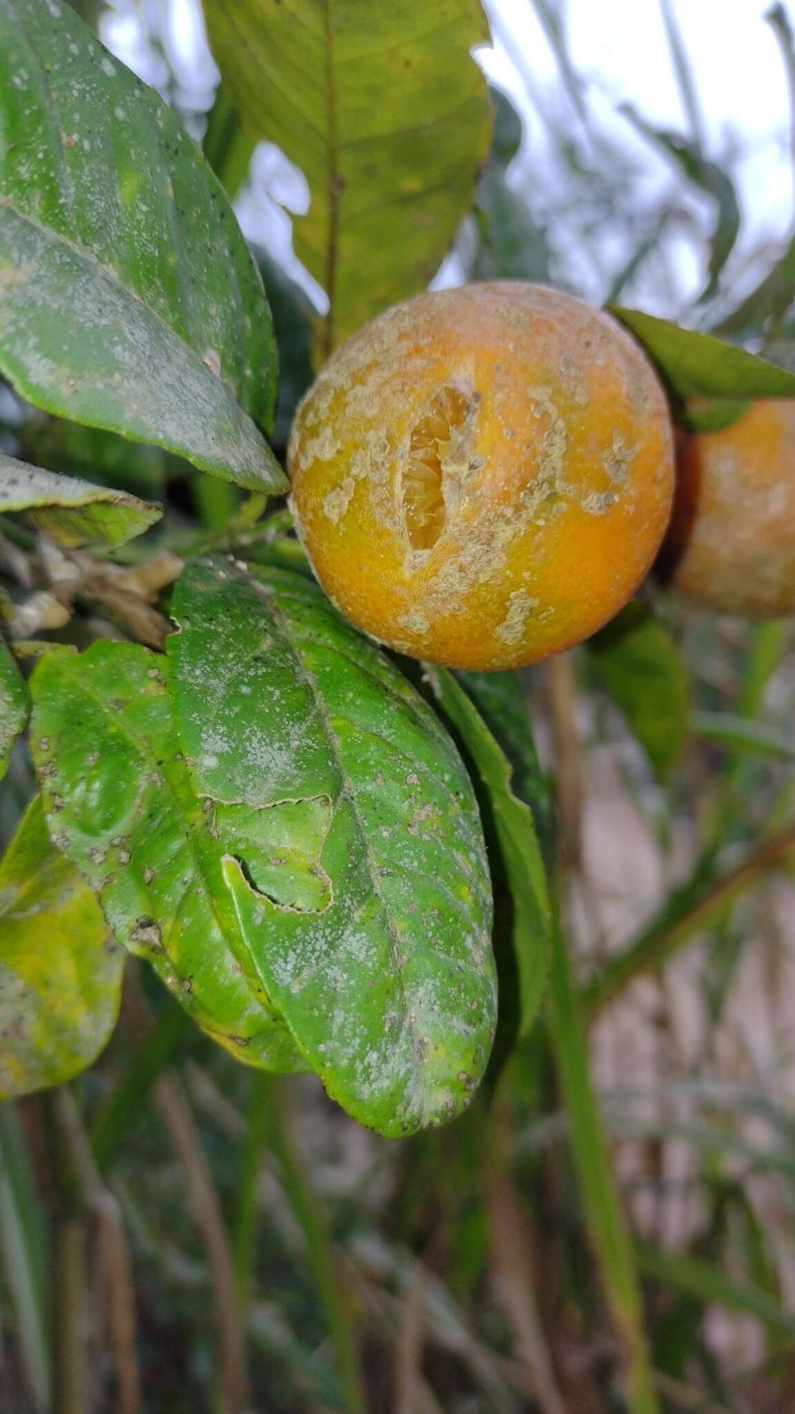 Image of Citrus limonia Osbeck