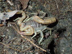 Image of California Common Scorpion