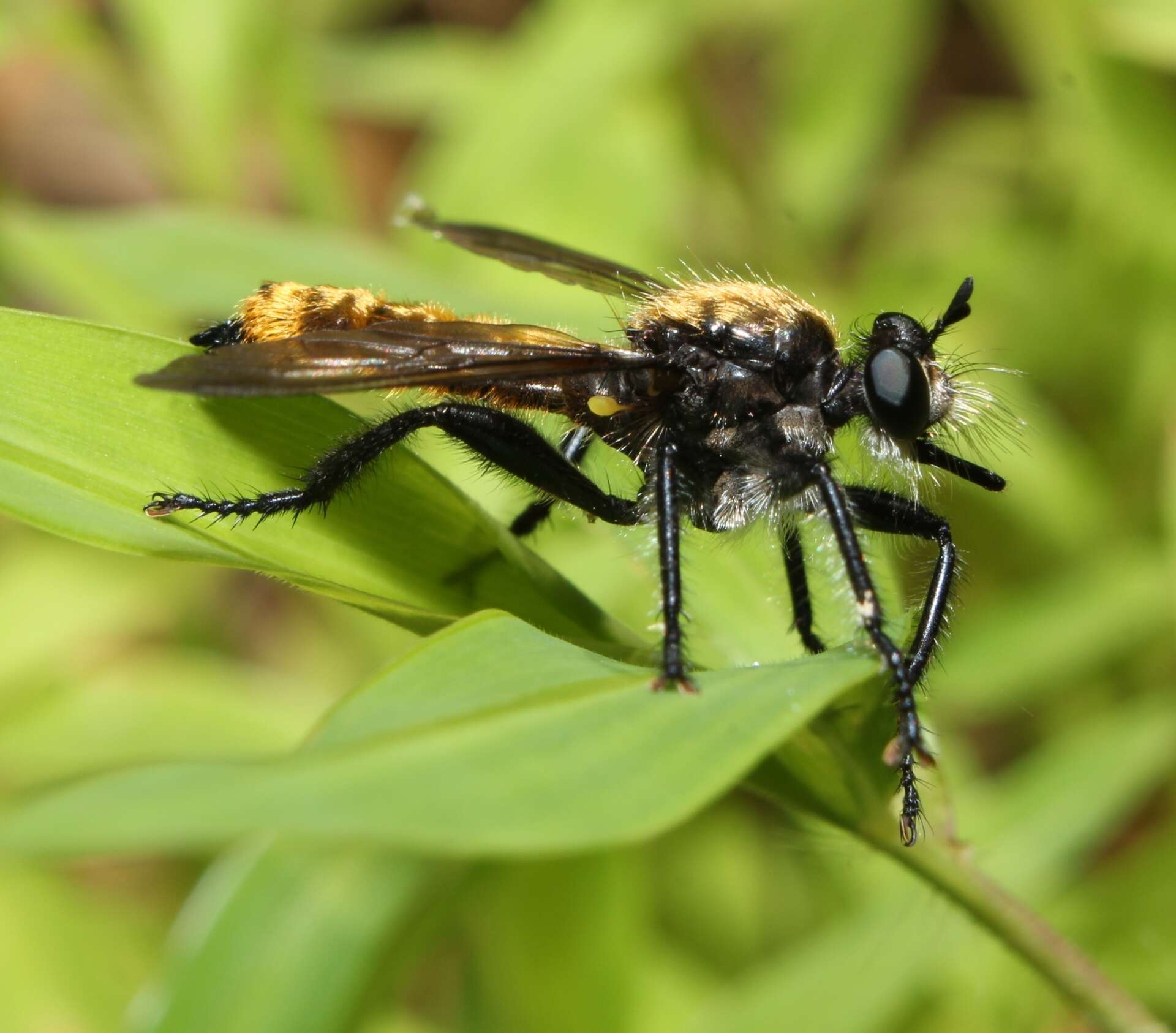 صورة Laphria aktis McAtee 1919