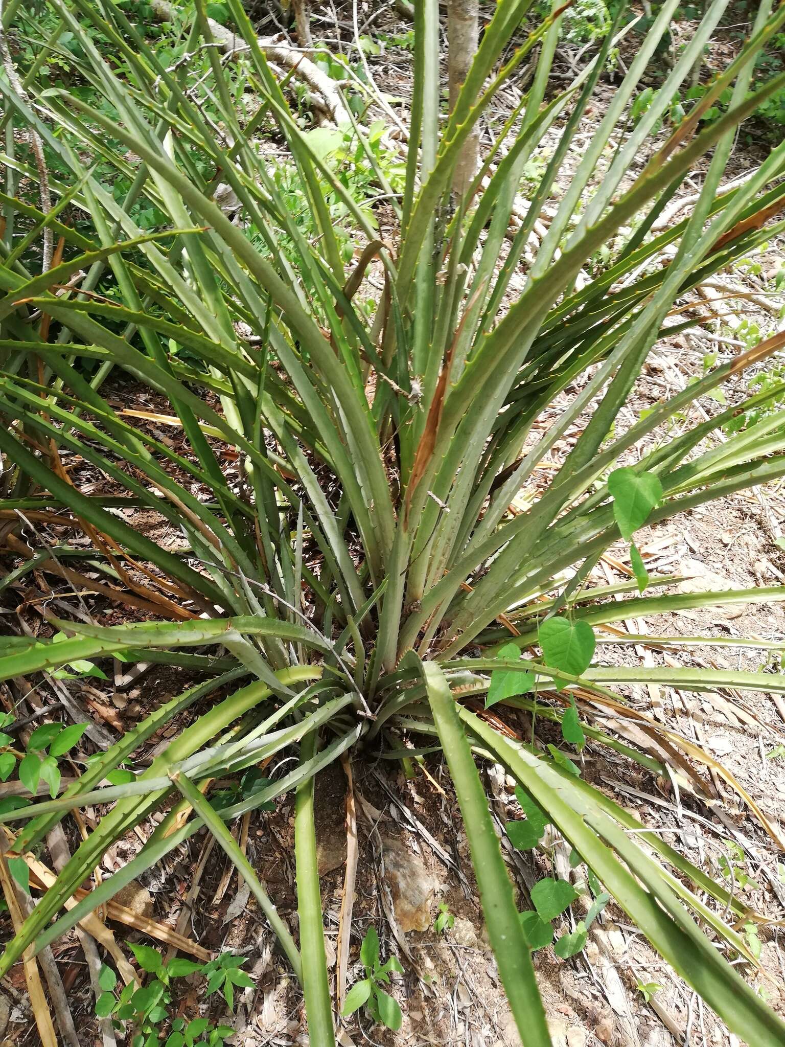 Слика од Bromelia palmeri Mez