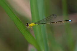 Image of Ischnura capreolus (Hagen 1861)