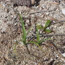 Image de Cyperus pennatiformis Kük.