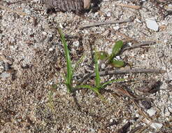 Image de Cyperus pennatiformis Kük.