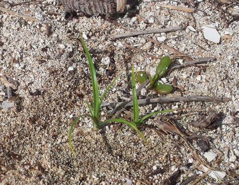 Image of coastal flatsedge