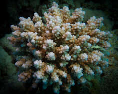 Image of Acropora hemprichii (Ehrenberg 1834)