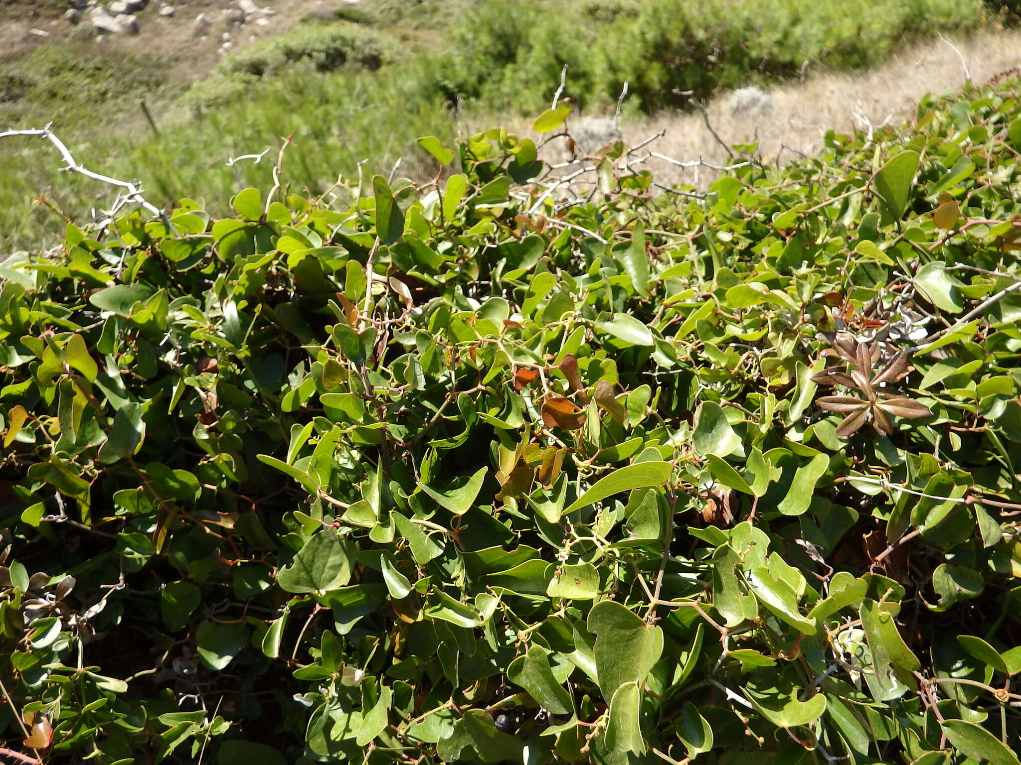 Image of Smilax aspera L.