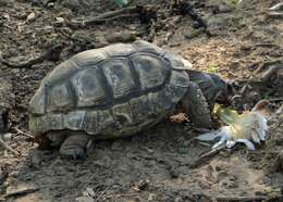 Слика од Chelonoidis chilensis (Gray 1870)