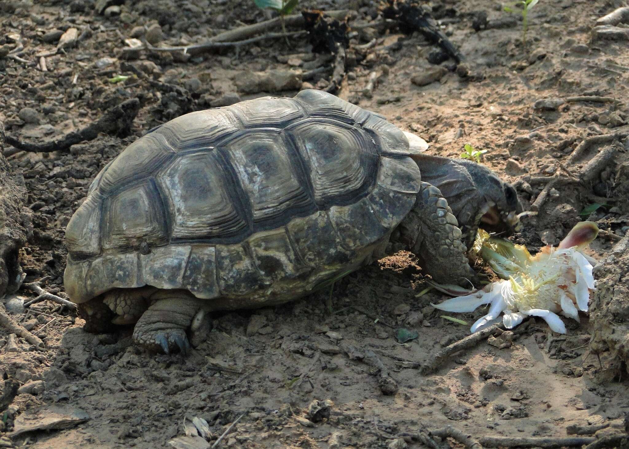 Image of Chilean Tortoise