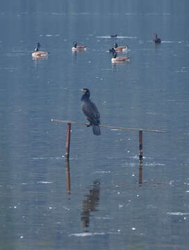 Phalacrocorax carbo novaehollandiae Stephens 1826的圖片