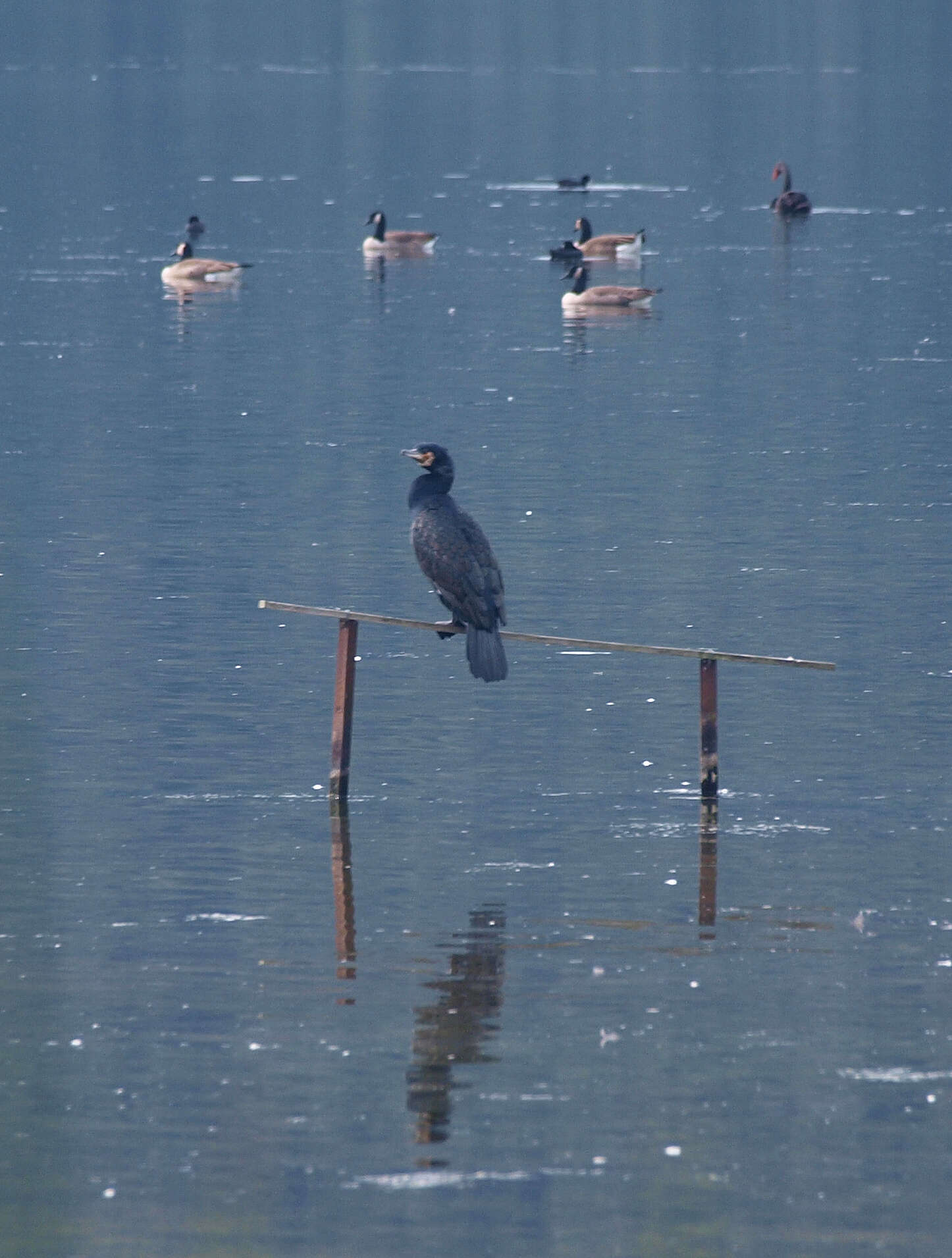 Phalacrocorax carbo novaehollandiae Stephens 1826的圖片