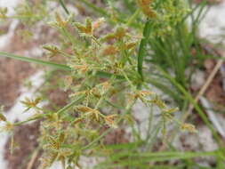 Imagem de Cyperus dentatus Torr.