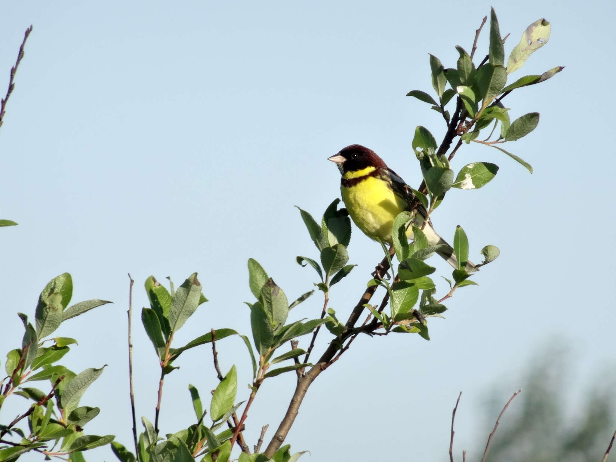 Image of Yellow-breasted Bunting