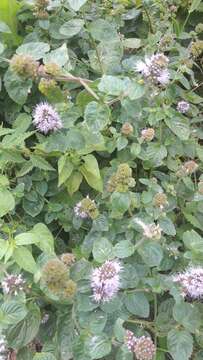 Image of Water Mint