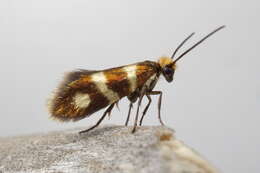 Imagem de Micropterix aureatella Scopoli 1763