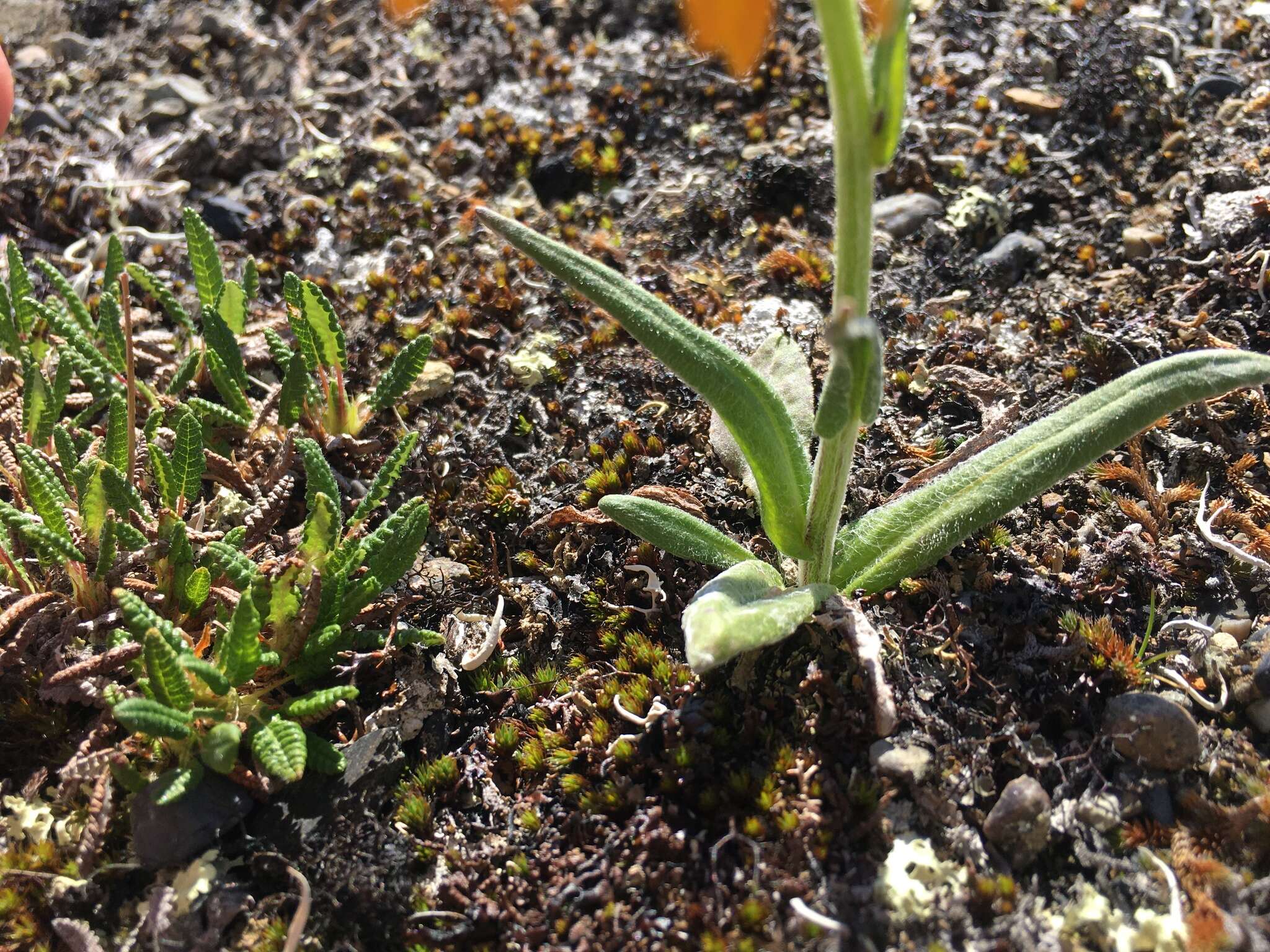 Image of fuscate groundsel