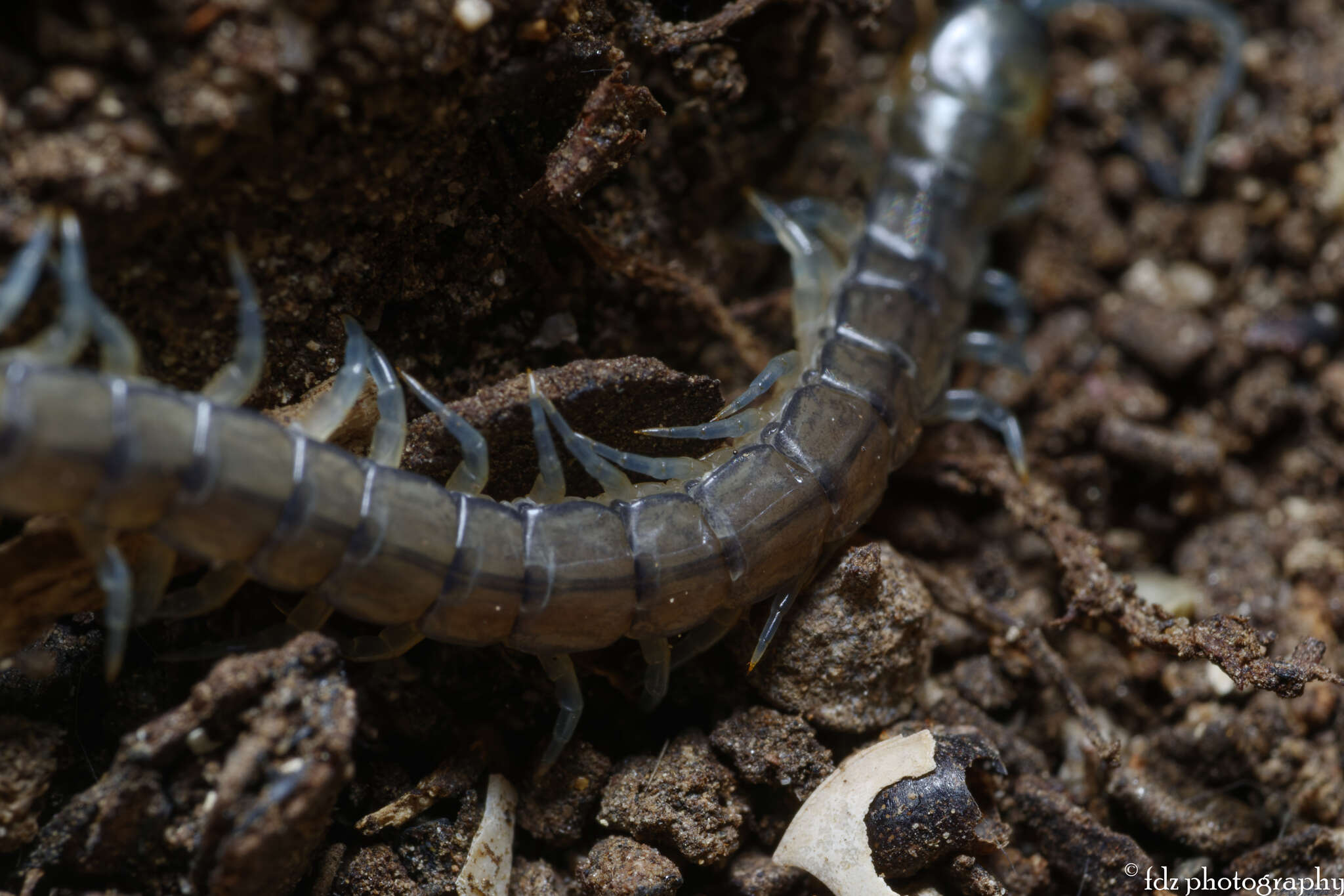 Image of Scolopendra oraniensis Lucas 1846