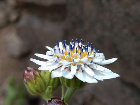 Leucheria runcinata Gill. & D. Don resmi