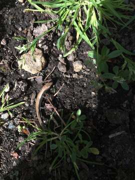 Image of Northwestern Alligator Lizard