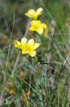 Image de Linum campanulatum L.