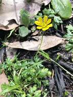 Слика од Ranunculus glabrifolius Hook.