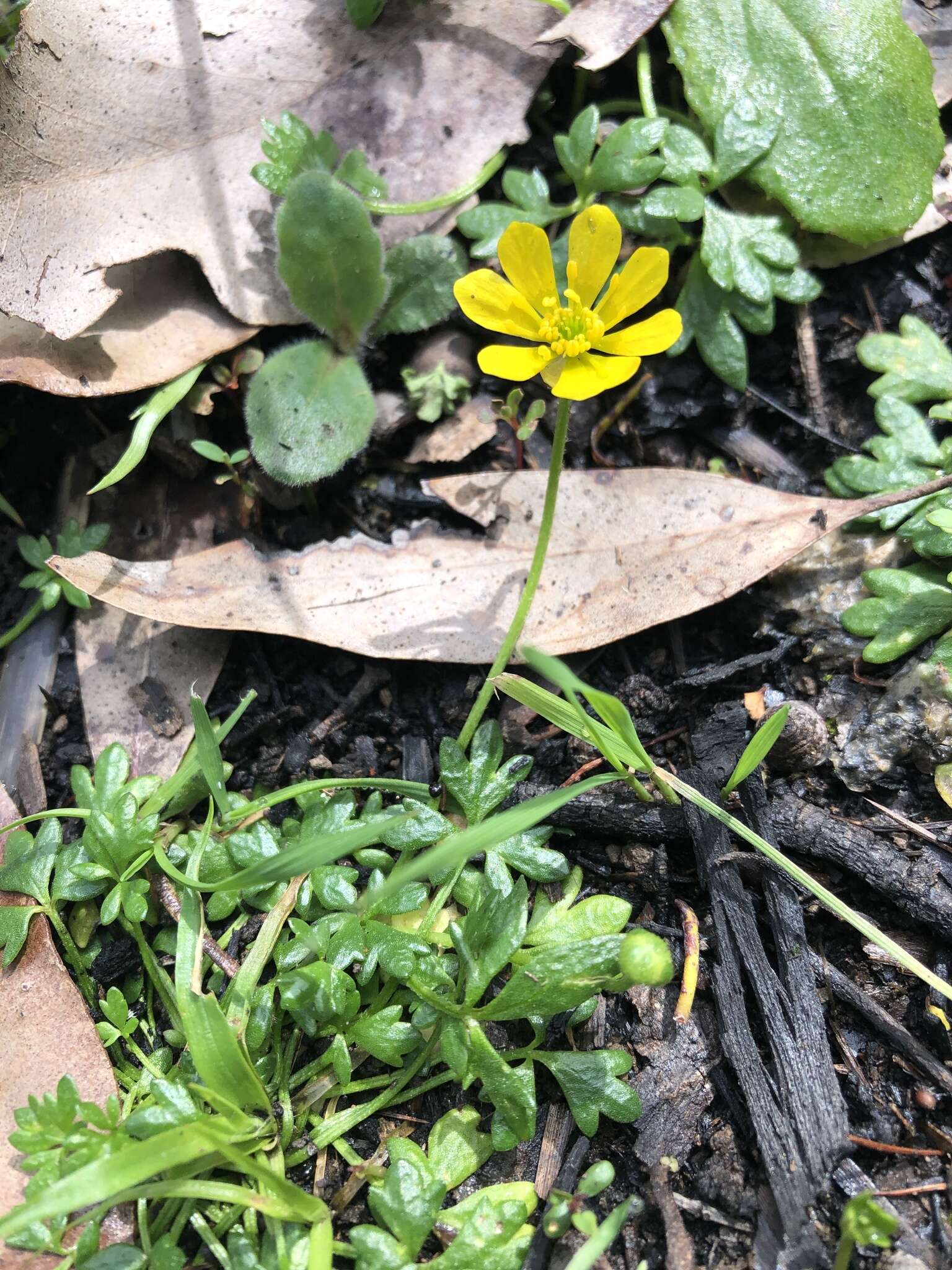 Слика од Ranunculus glabrifolius Hook.