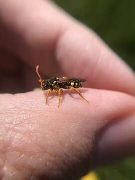 Image de Nomada fucata Panzer 1798