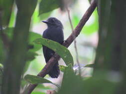 Image of Bluish-slate Antshrike