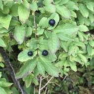 Lonicera nigra L. resmi