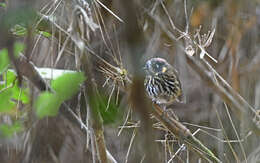 Image of Crescent-chested antpitta