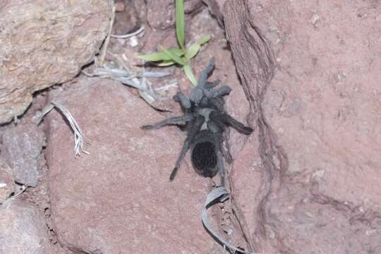 Image of Paloma Dwarf Tarantula