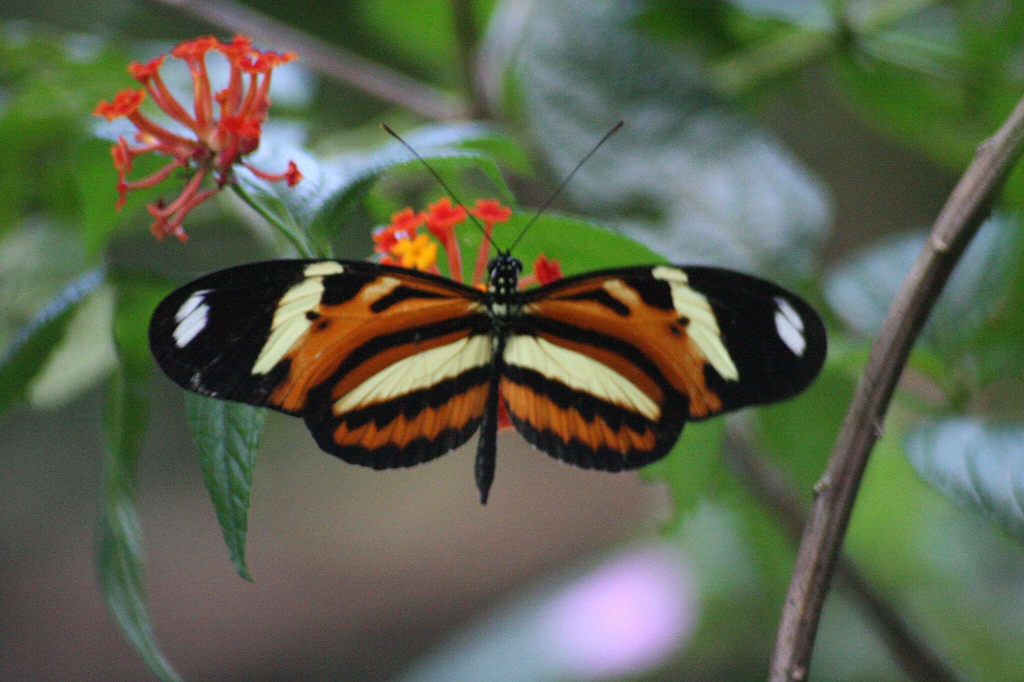 Image of Heliconius ethilla Latreille & Godart 1819