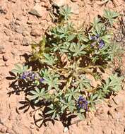 Image of Intermountain lupine