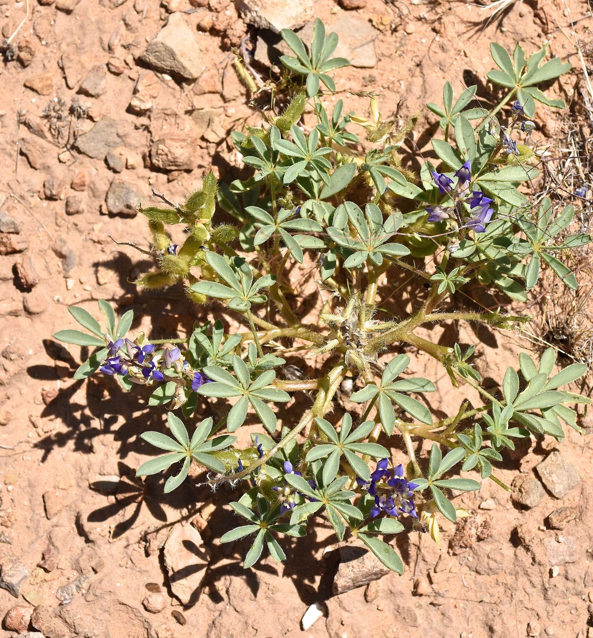 Image of Intermountain lupine