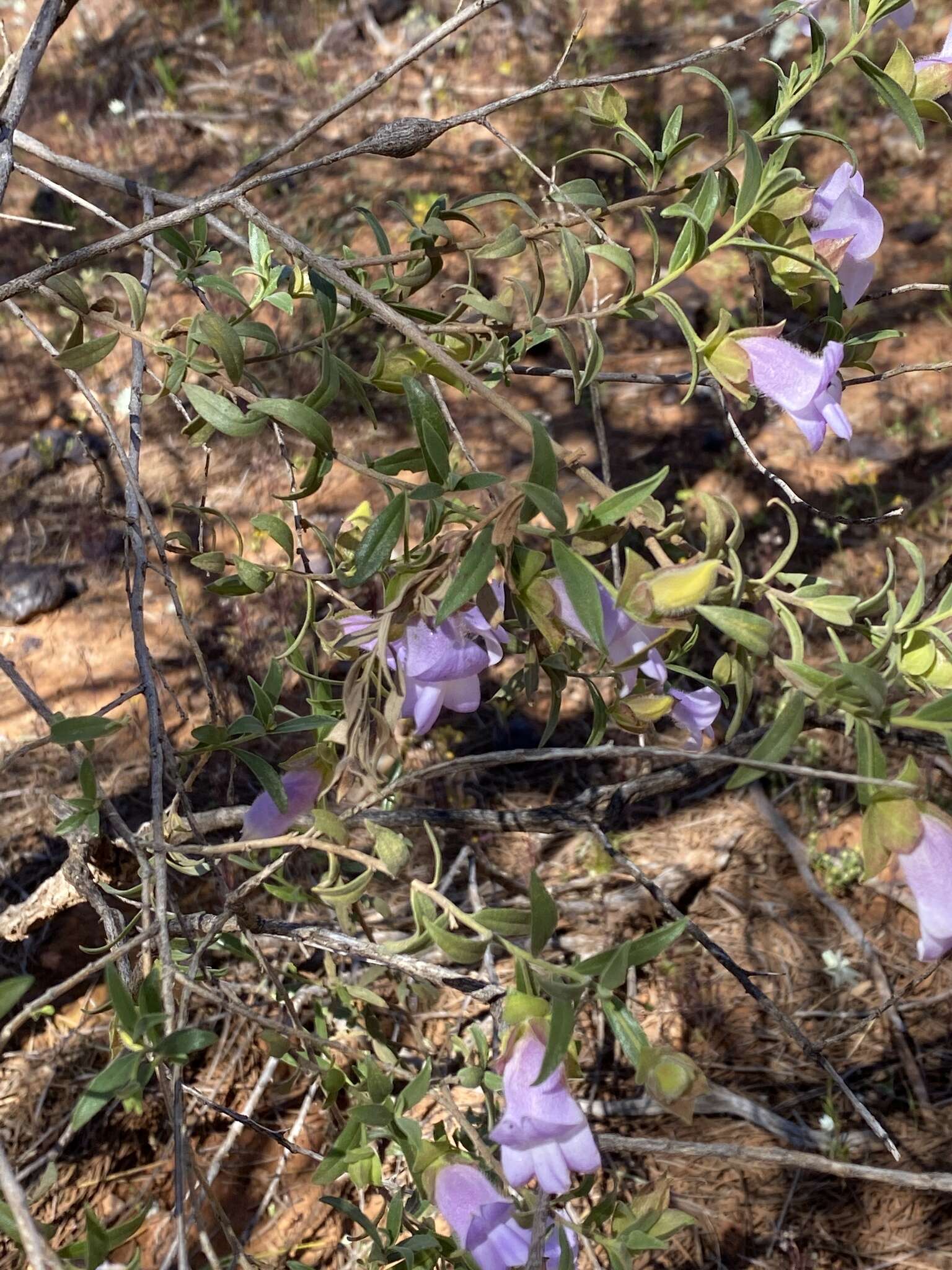 Image of Eremophila clarkei Oldfield & F. Muell.