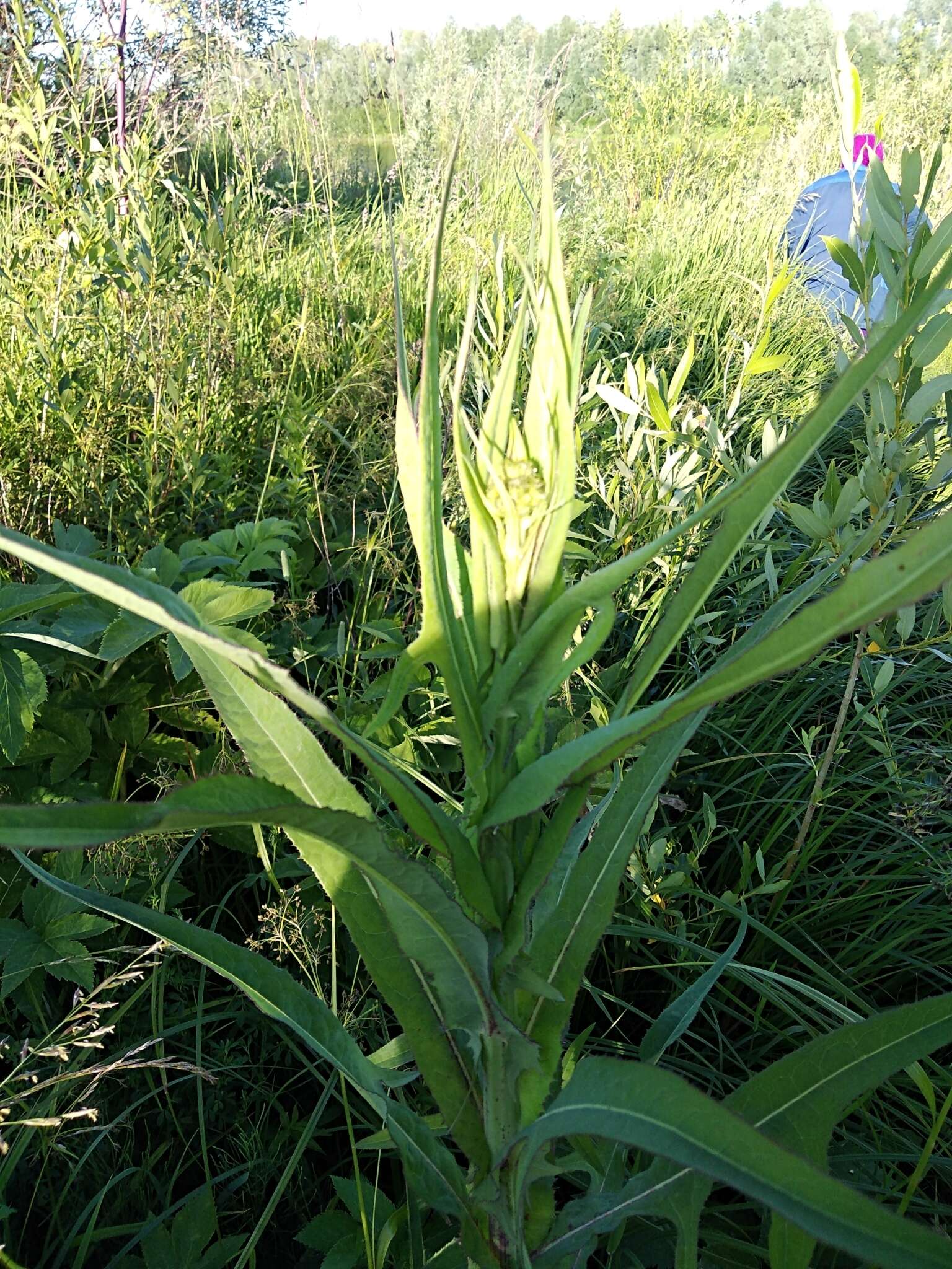 Image of marsh sow-thistle