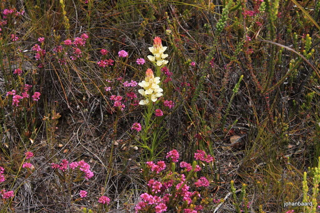 Image of Ceratandra grandiflora Lindl.