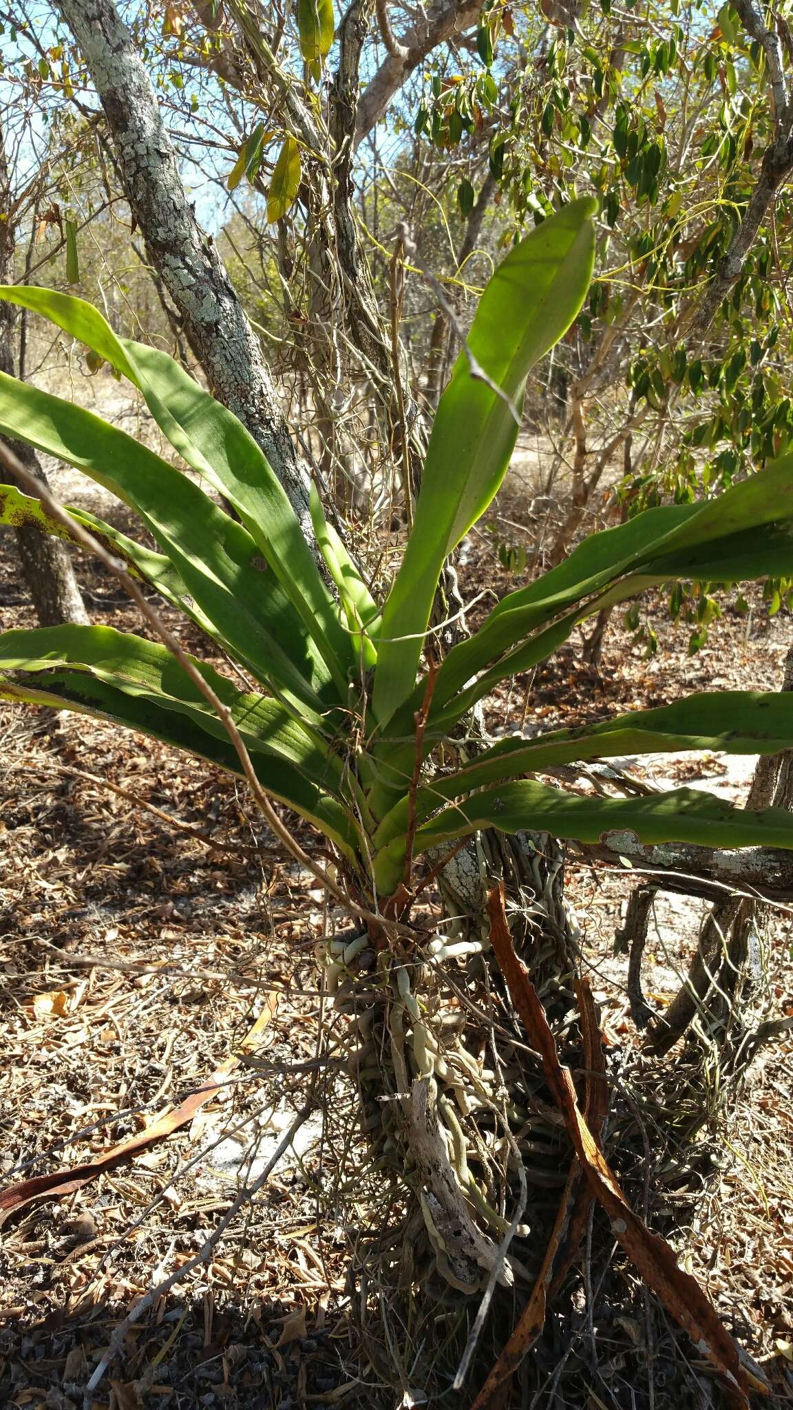 Sobennikoffia robusta (Schltr.) Schltr.的圖片