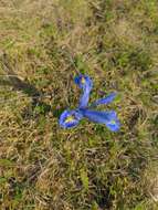 Plancia ëd Iris reticulata M. Bieb.