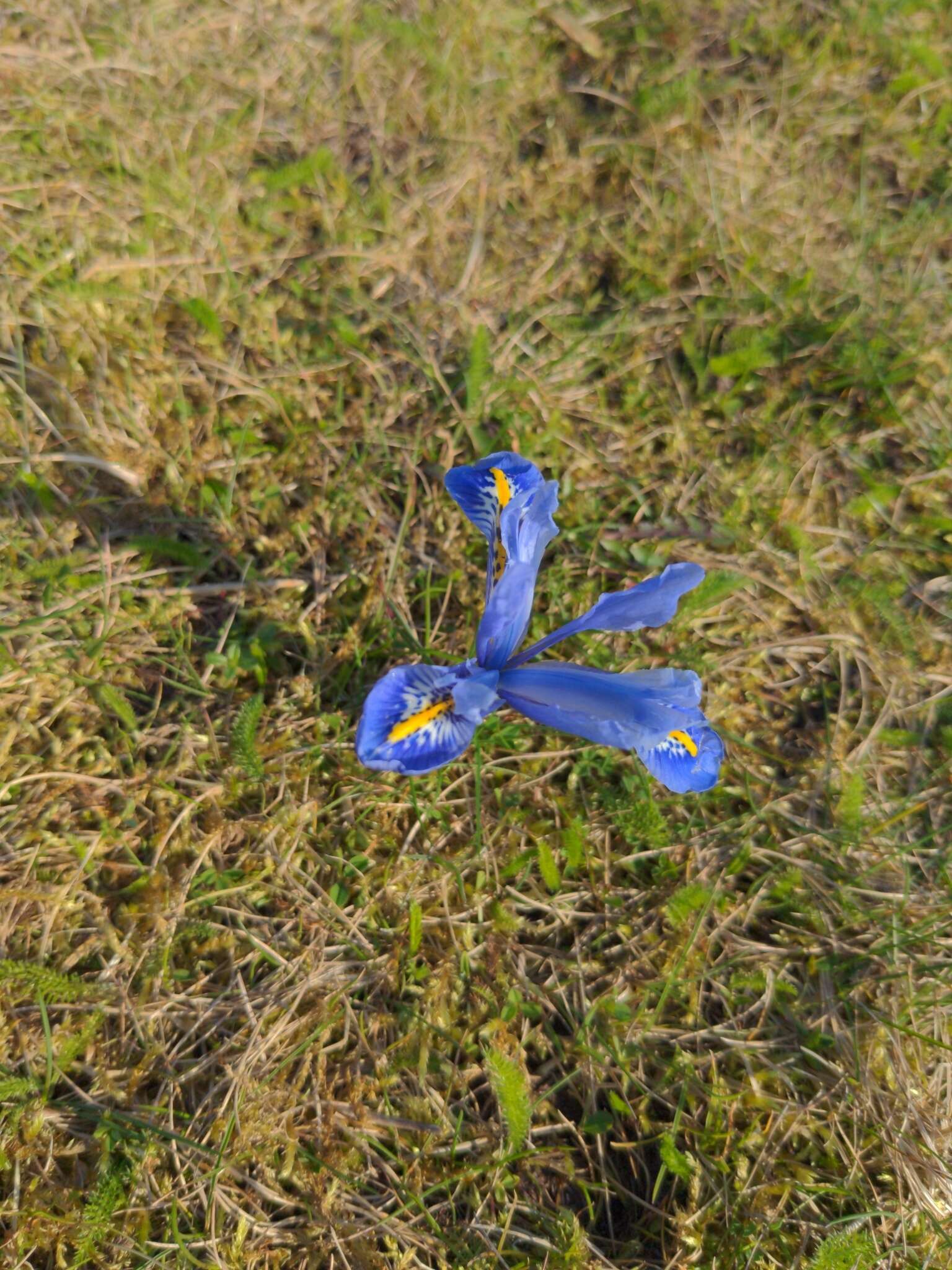 Plancia ëd Iris reticulata M. Bieb.