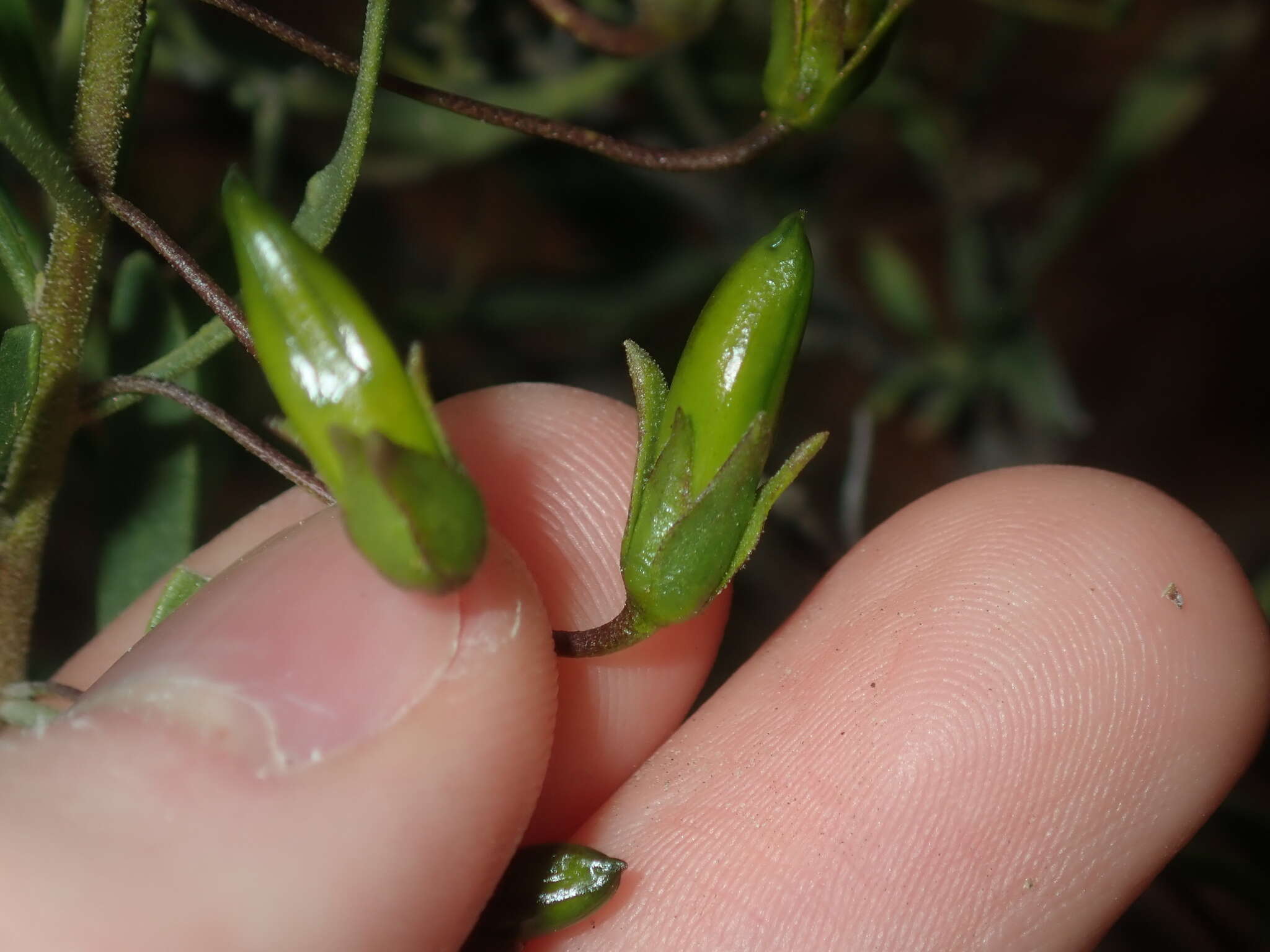 صورة Eremophila decipiens subsp. decipiens