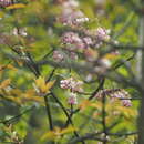 Staphylea holocarpa var. rosea Rehder & Wilson. resmi