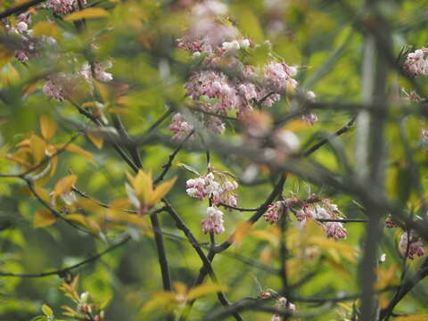 Image de Staphylea holocarpa var. rosea Rehder & Wilson.