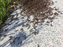 Image of Pavement ant