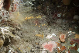 Image of plume hydroid