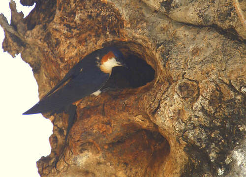 Image of Mosque Swallow