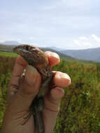 Image of Stenocercus chota Torres-carvajal 2000